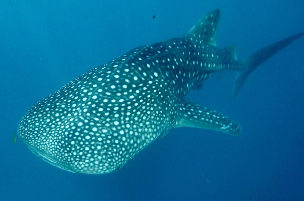Afro Whale Shark Safari Bed & Breakfast Kilindoni Exterior foto